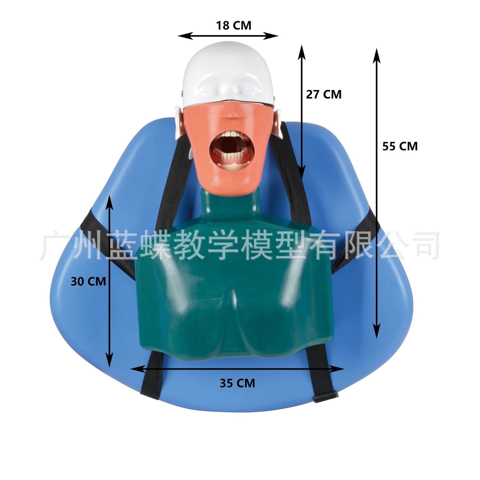仿真肩体头模 口腔教学模型 牙科假人头模型 拔牙模型口腔科头模