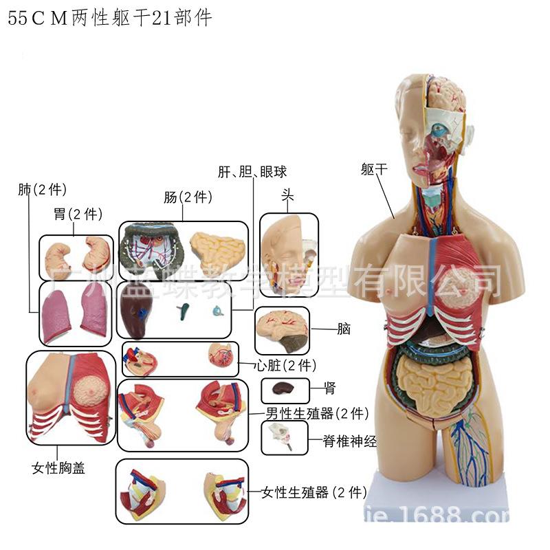 55CM人体解剖模型器官可拆卸医学教学人体器官模型躯干系统结构图