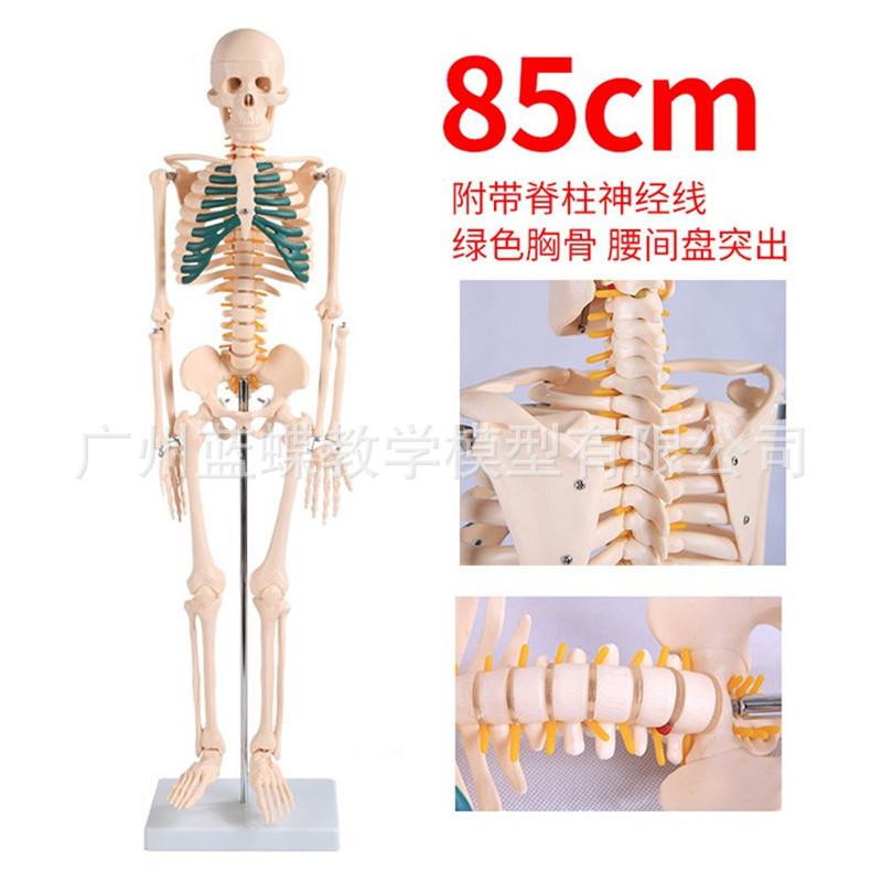 绿色胸骨85cm人体骨骼模型骨架可拆卸 脊柱模型仿真小白骷髅标本