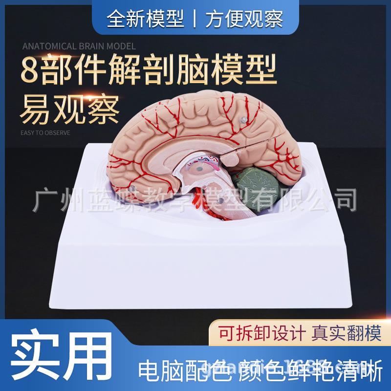 医学脑血管脑动脉神经科教学模型 脑动脉血管颅底人体大脑结构8块