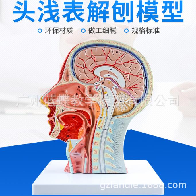 医学 头部正中矢状切面附血管神经模型 面部模型 头部解剖模型