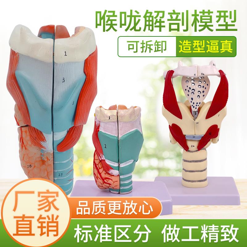 2倍放大咽喉模型喉解剖标本喉部血管甲状腺喉结喉头喉咙 教学仿真
