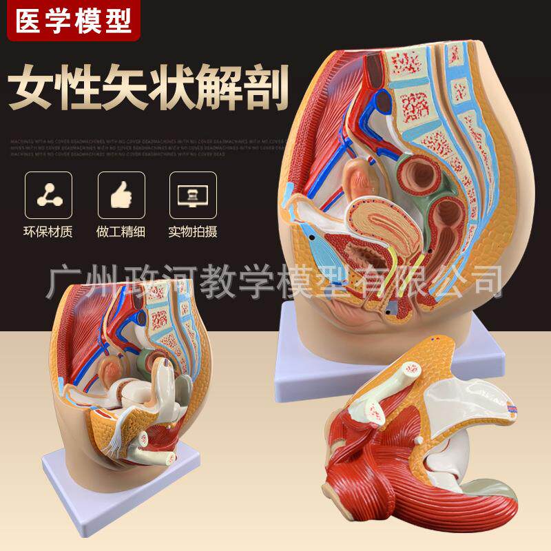 女性盆腔正中矢状切面模型3件 生殖解剖模型 医用妇产科示教学