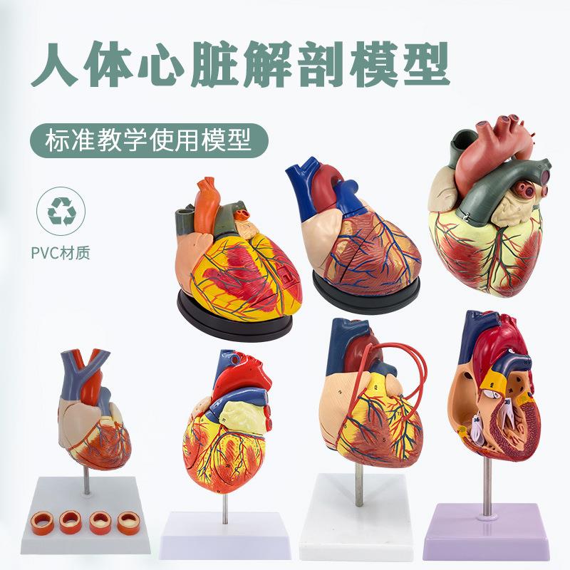 成人心脏解剖模型B超彩超声科 循环系统心内科心脏血管 教学模型