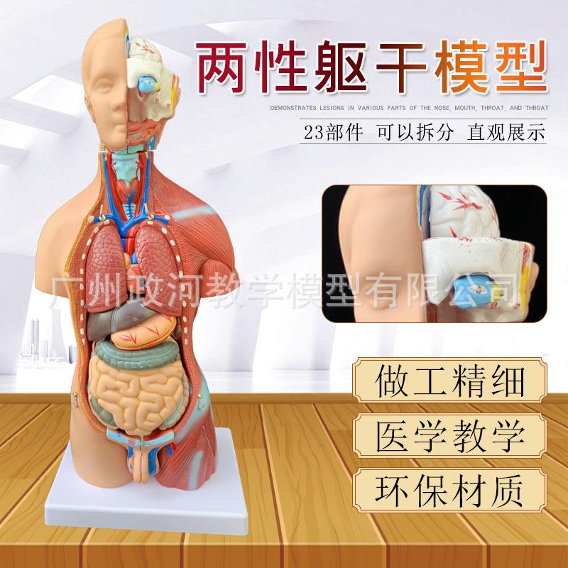 45CM两性躯干模型 带23件内脏躯干模型 可拆人体解剖教学躯干模型
