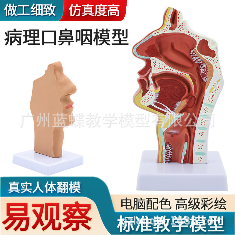 病理鼻腔咽口咽腔 喉咽腔鼻腔口腔纵切 人体鼻腔口腔咽喉解剖模型