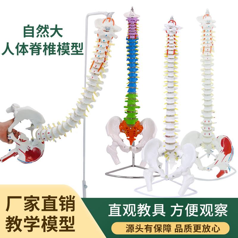 彩色80CM人体脊柱模型脊椎1:1彩色脊椎模型腰椎胸椎尾椎骨骼模型