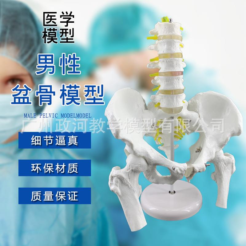 五节腰椎带骨盆模型 骨盆模型 腰椎模型 男性盆骨带五节脊椎模型