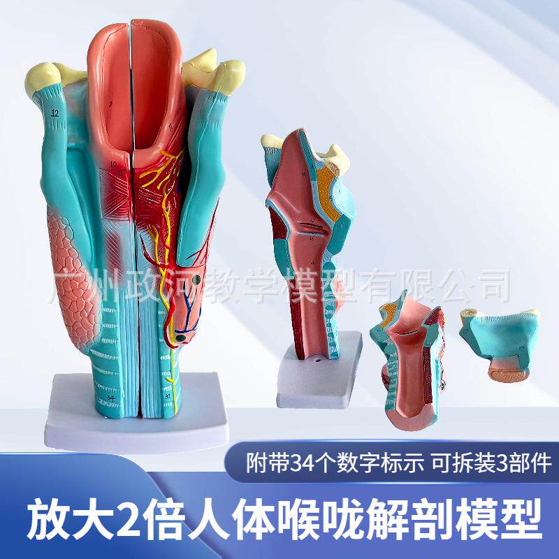 喉咙解剖 咽喉模型2倍放大标本喉部血管甲状腺喉结头医院教学模型