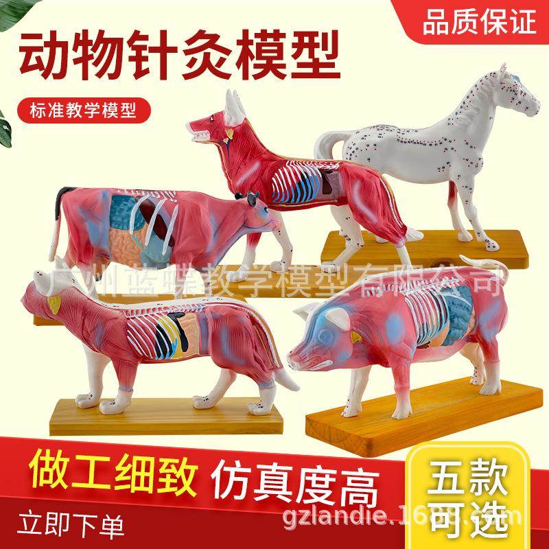 动物针灸穴位模型 动物解剖模型 狗猫猪牛马体解剖 兽医教学模型