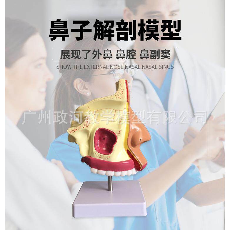 鼻腔解剖模型 耳鼻喉科医用模型 鼻腔模型 鼻子模型 口鼻结构模型
