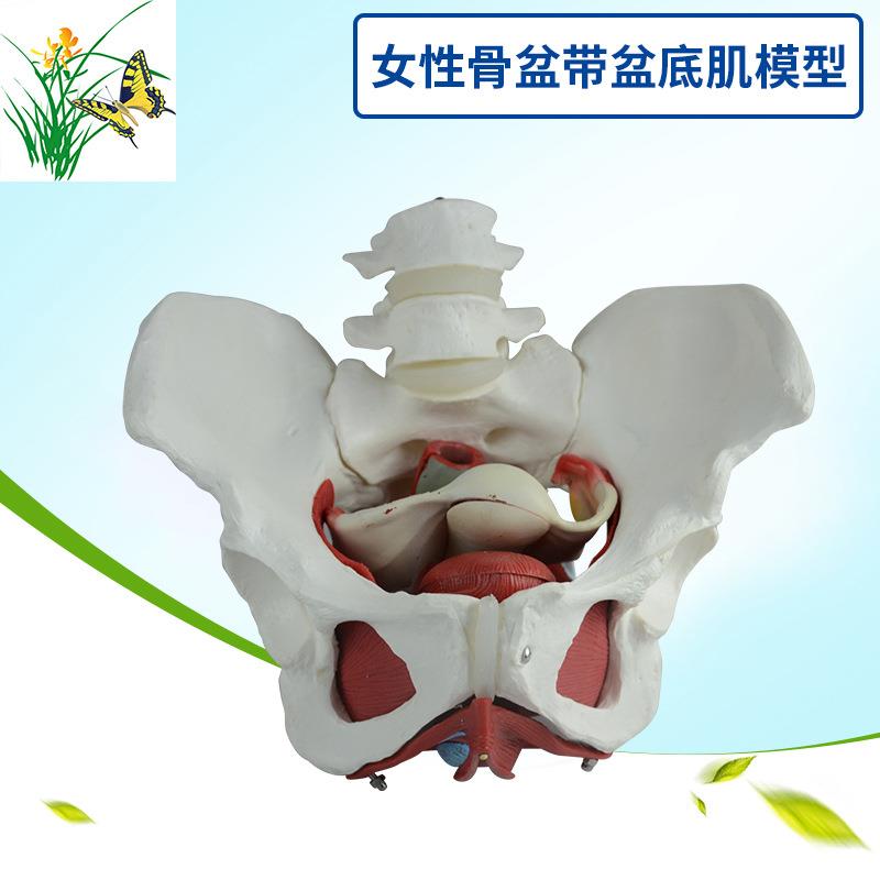女性骨盆带盆底肌模型 女性盆腔结构 膀胱盆底肌肉模型 二节腰椎