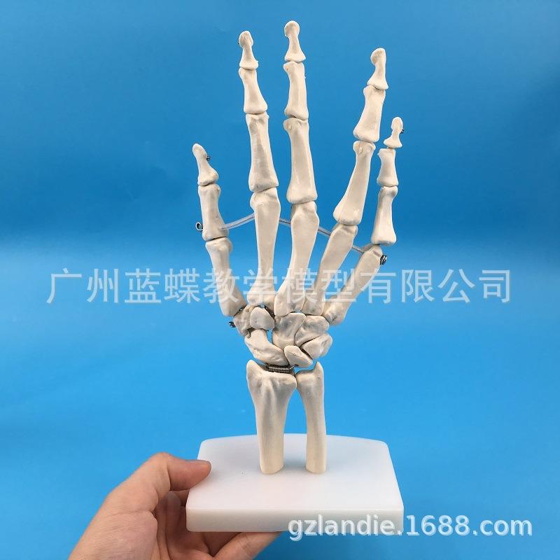 医学人体手关节模型手骨尺骨桡骨模型人体骨骼手足外科