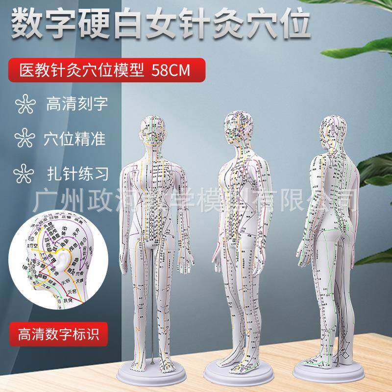 高清针灸图手臂模拟人人体模型刻字经络针灸全身穴道穴位图仿真女