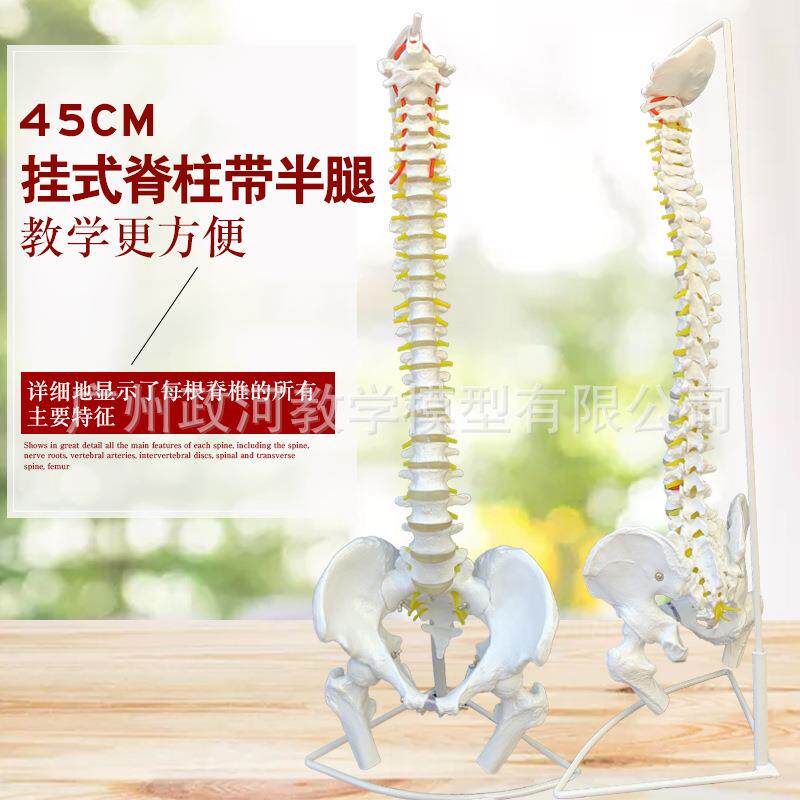 医用人体脊柱模型人体骨骼大脊椎成人1:1带颈椎胸椎尾椎椎骨 骨盆