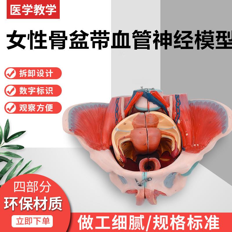 女性骨盆附盆底肌和神经模型女性骨盆附韧带、盆底肌、神经和会阴