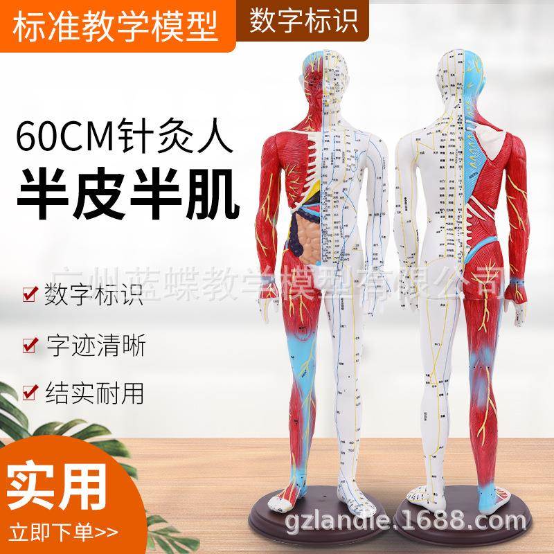 人体针灸模型解剖 半针灸穴位半肌肉解剖 中医经络穴位模型 60CM