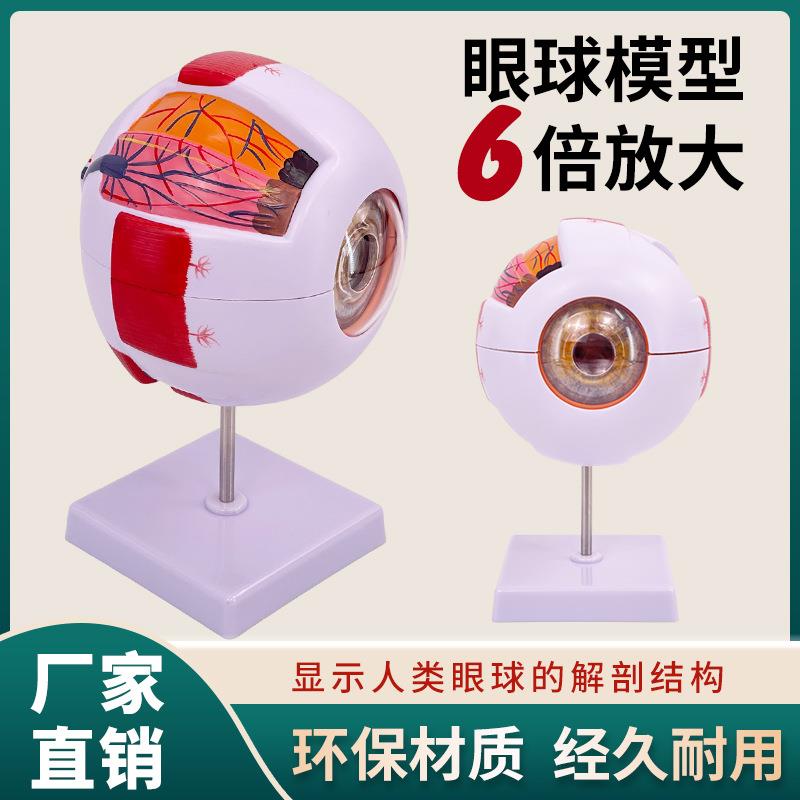 人体教学眼球解剖结构模型可拆卸儿童仿真眼睛医学眼部模型 6倍