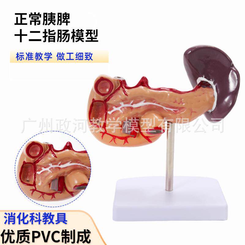 人体肝脏脾胰解剖模型 消化系统模型腹腔干肝门静脉 正常肝胰模型
