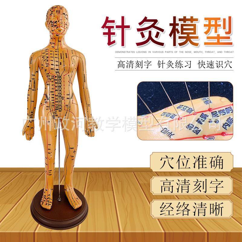 清针灸穴位人体模型经络针灸铜人中医人体穴位模型48CM女扎针款