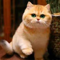 British short gold gradient kitten purebred competition grade 12-color long-haired blue gold purple gold short-legged pet cat live Shanghai cattery