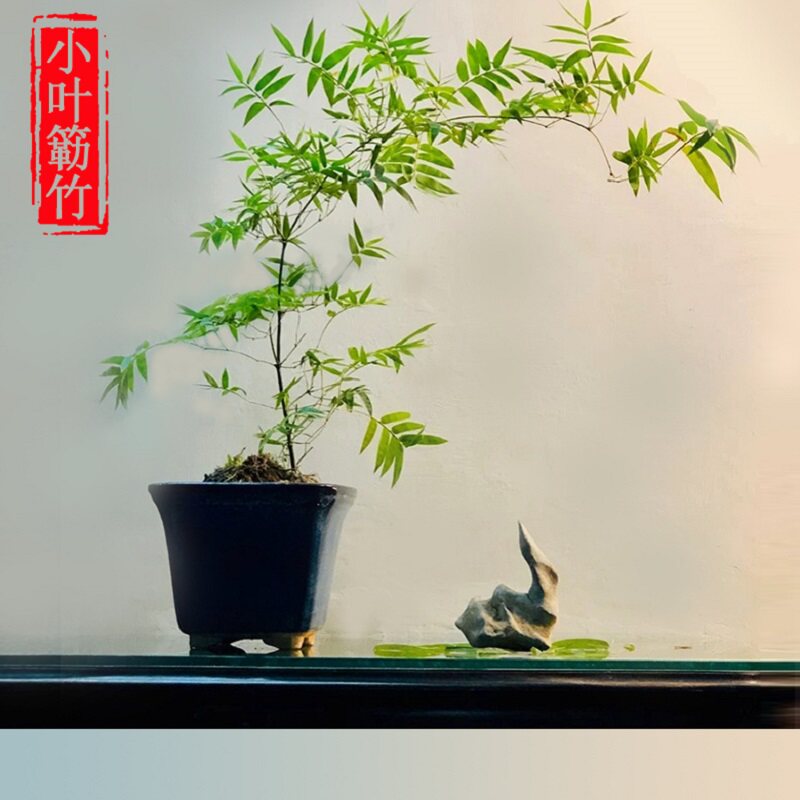 圆仔木的LOGO