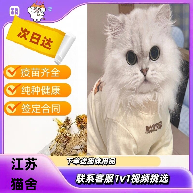 🐱中华田园猫：橘猫、狸花猫、三花猫、黑猫，谁才是你的命中注定？捕鼠