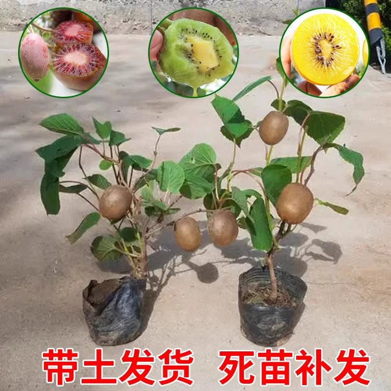 白弥猴桃价格只要25.60?猕猴桃树果苗红心软枣徐香弥猴桃苗公母同株南方北方奇异果猕猴苗性价比高吗?_化妆品_淘宝美妆网