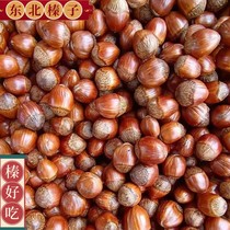 Large hazelnut nuts a specialty of the Northeast are freshly roasted and the grains are plump and delicious inexpensive and sweet.
