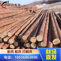 Fir wood piles pine wood piles piling wood greening support poles pitch pine larch river channel defense log piles and sandalwood strips