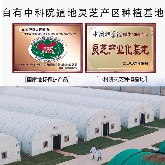 Jianzhitang Blue Cap Broken Cell Wall Ganoderma Spore Powder Organic Tai Shan Red Ganoderma Spore Powder to Enhance Immunity