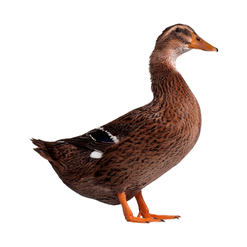 Dr. yang's wannan farmhouse raises free-range elderly ducks