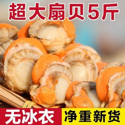 (Shunfeng) No Ice Tite Large Sea Catch Scallop Meat Freshly Frozen Seafood Live Wild Bemeat Full Bay-Taobao