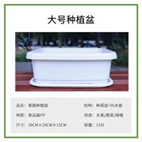 Овощное растение бассейн [Большой белый]