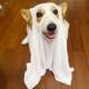 Corgi dog clothes Halloween cosplay ghost costume small and medium-sized pet dog cloak hood transformation costume