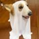 Corgi dog clothes Halloween cosplay ghost costume small and medium-sized pet dog cloak hood transformation costume