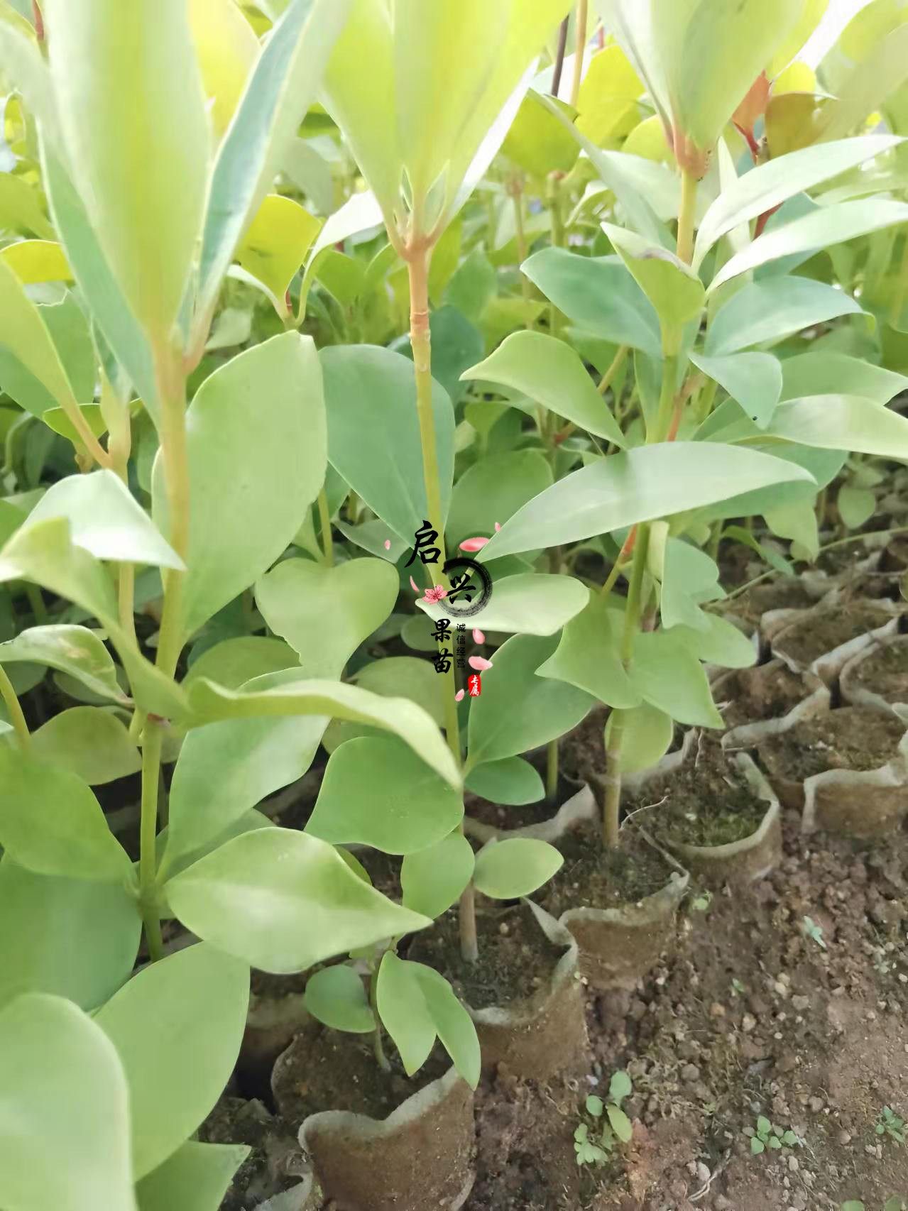 正宗广西八角实生苗：带你走进香料界的王者之路