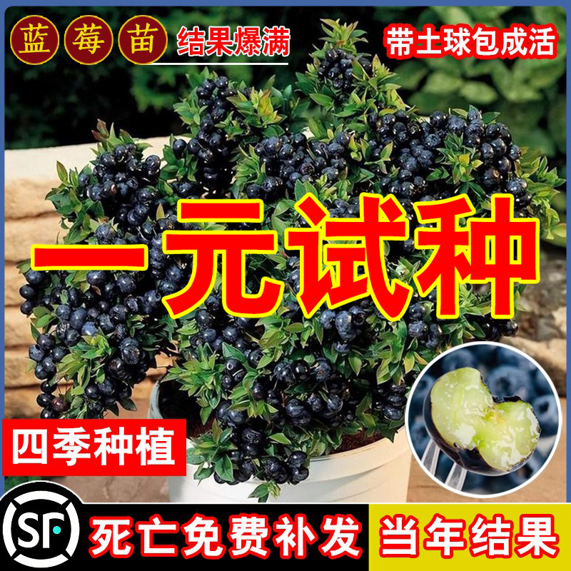 Blueberry Tree Fruits Slim Blueberry Fry Potted Ground Seedlings With Large Fruits South North Seed Plant Fry Rabbit Eye Green Jewel Fruit Trees-Taobao