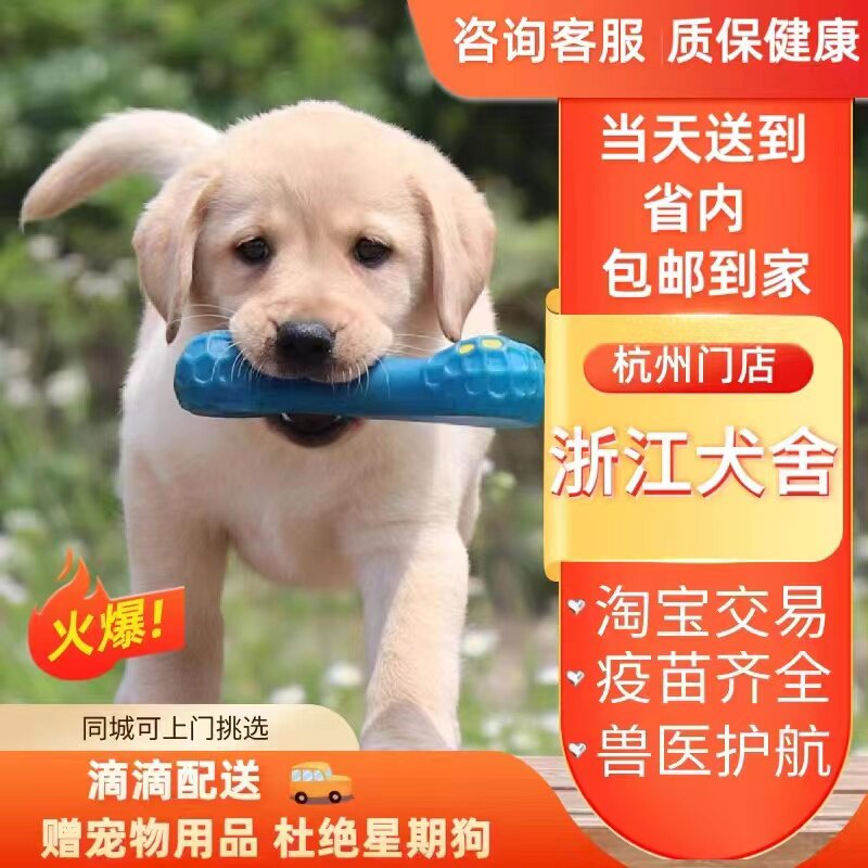 (Zhejiang canine) Labrador puppies god dogs small seven Labrador dogs with large dog pets-Taobao