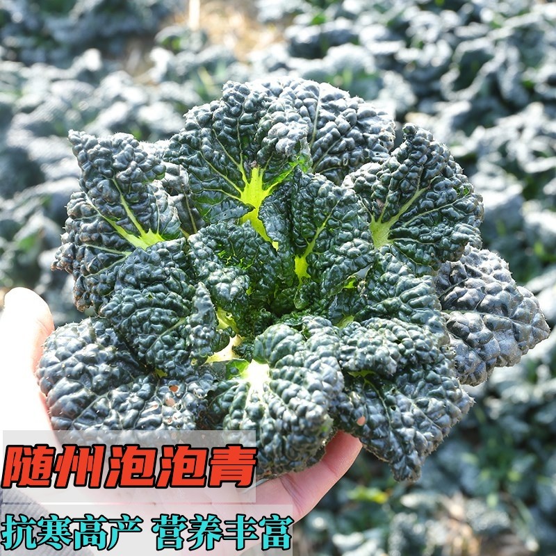 Cold-resistant and wintering vegetables with the state bubble green seeds small canola green vegetables Urs caveat seeds black oil cabbage black vegetables-Taobao