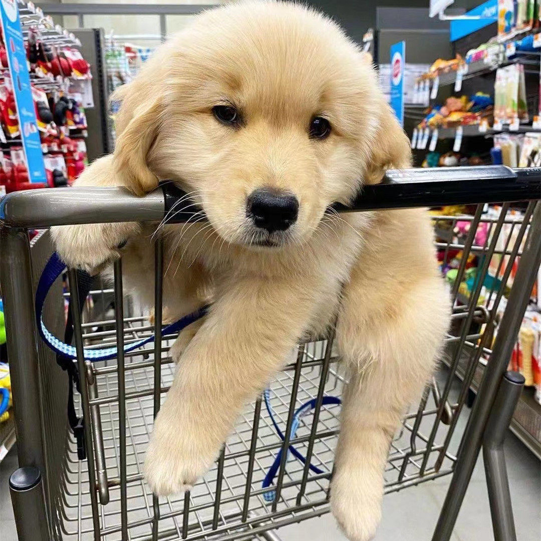 2025年最适合家庭养的小狗品种有哪些？聊聊宠物狗挑选那些事-宠物-淘宝百科网