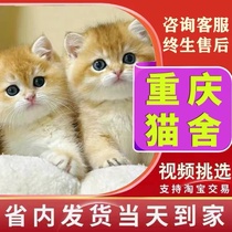 British short purebred gold gradient kitten kitten pedigree British shorthair blue gold live pet cat live animal