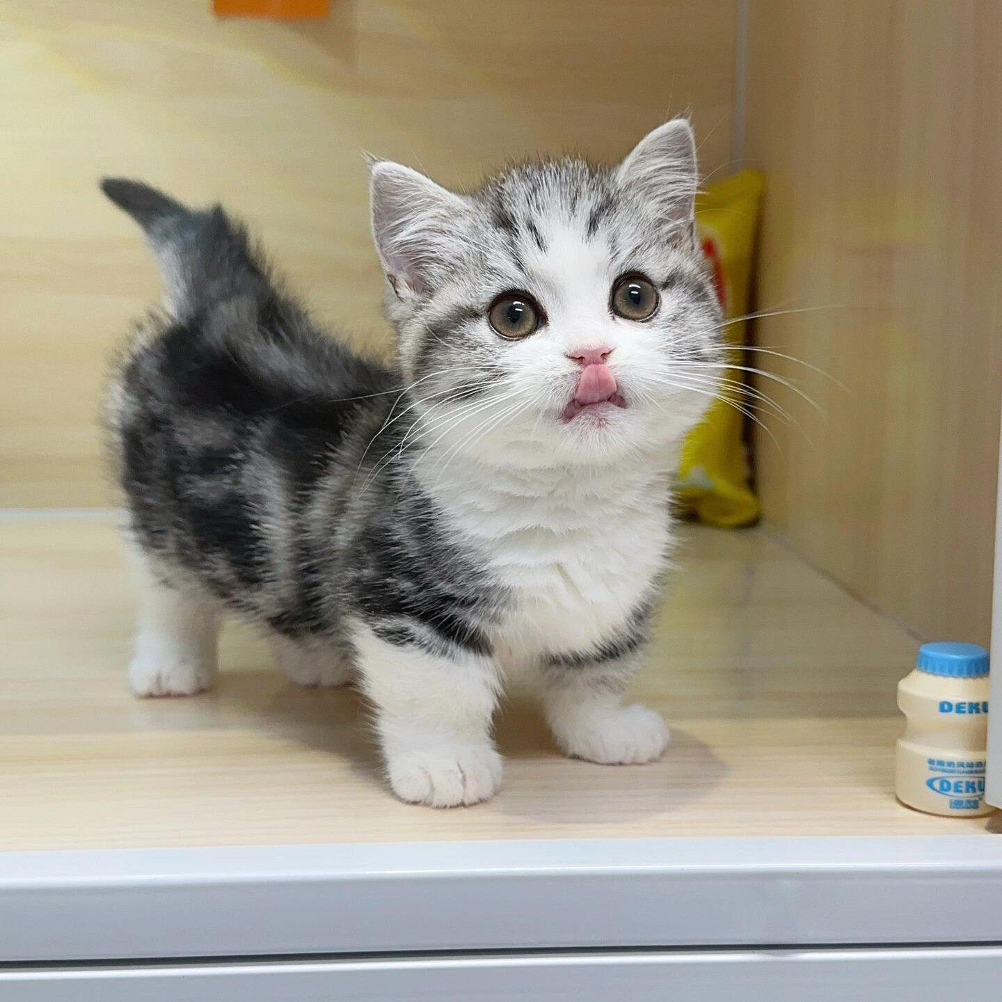 🐱 宠物界新宠：橘猫幼崽中华田园猫狸花猫活体纯黑猫白猫奶牛猫三花小