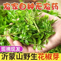 (quick-frozen) fresh pepper buds pepper leaves freshly picked wild vegetables tender and fragrant edible freshly picked freshly grown seasonal vegetables