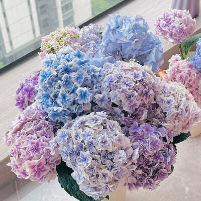 Hydrangea fresh-cut flower bouquets directly sent from the Yunnan base are fresh water-grown flowers. Hydrangea is a gift for teachers on Teachers' Day