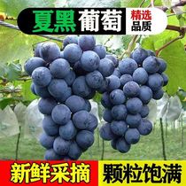 Now Picking Yunnan Xia Black Grape Fresh Seedless Grape Should Season Pregnant Woman Fruits Black Tiko Non Black Currant Giant Peak