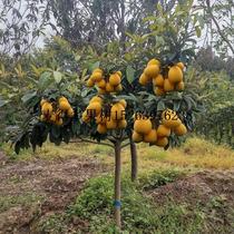 果树苗枇杷苗嫁接 盆栽地北方枇杷树苗南方苗种植栽果树琵琶苗新