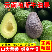 (Light of Domestic Products Authentic Hass) Yunnan Avocado Domestic Hass Fresh Avocado Food Supplement Large Fruit