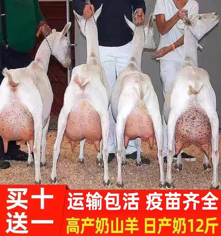 奶萨能奶山羊日产奶12斤？养羊小白也能轻松上手！🤔深度解读--淘宝好物网