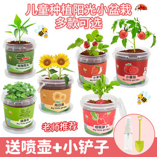 Children's planting small potted indoor hydroponic plants Observe the sun flowers strawberry vegetables DIY sunshine house toy men 6